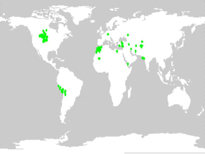 Distribution of cultivated germplasm held in the US collection.