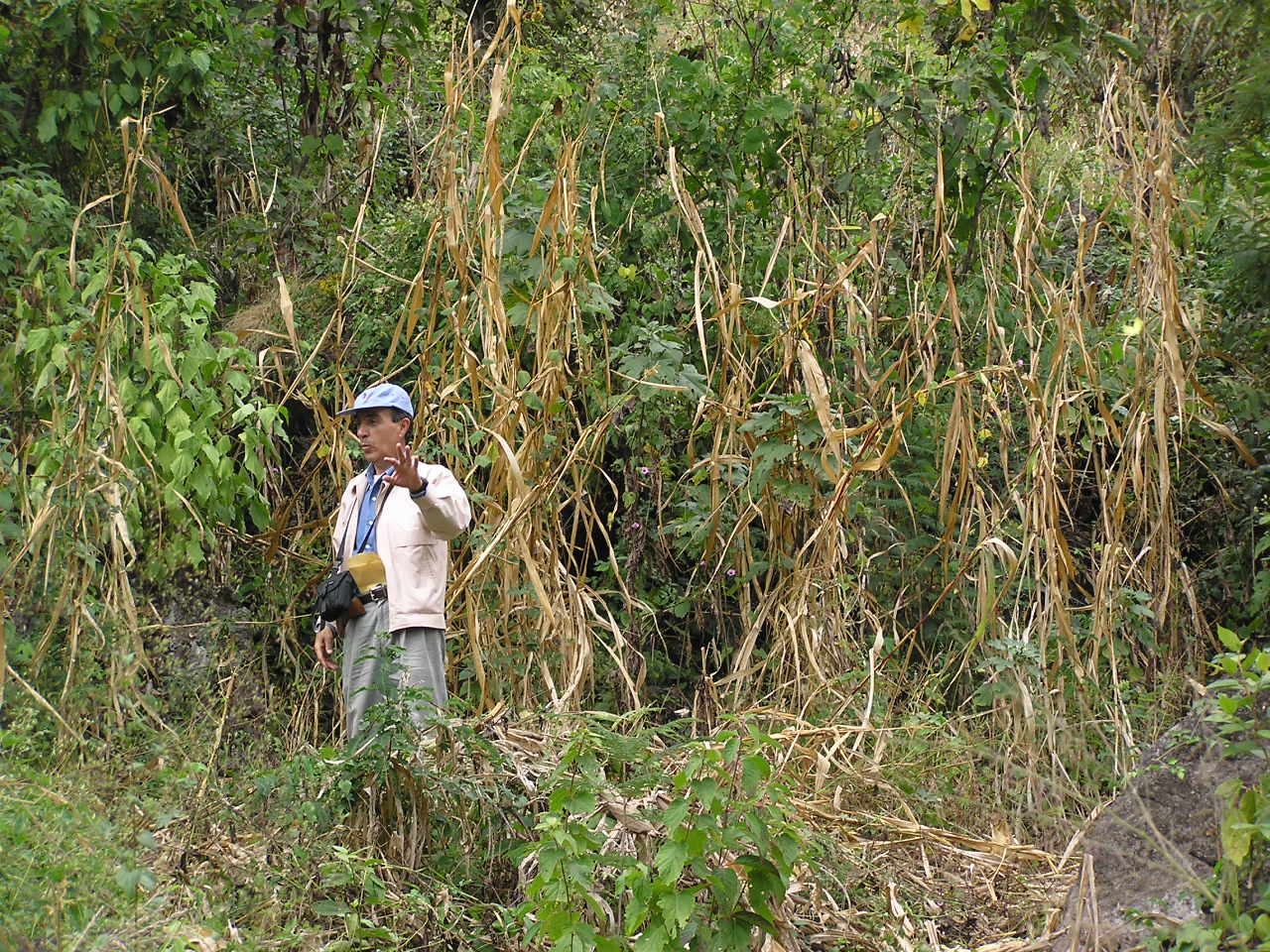 Zea mays subsp huehuetenangensis