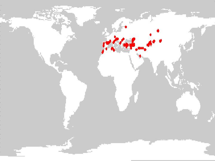 Distribution of wild Medicago sativa subsp. sativa germplasm held in the NPGS collection.